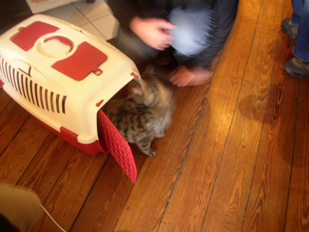 Die Katze zieht ein
