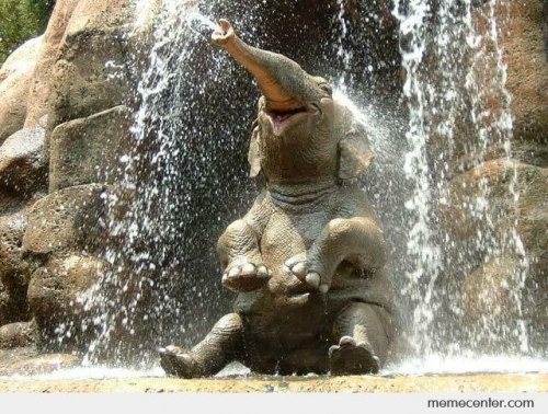 Happy-Elephant-is-Happy_c_93432