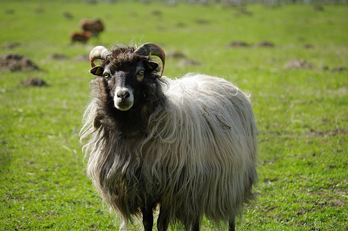 Sheep by mhaller1979 Sheeps photo