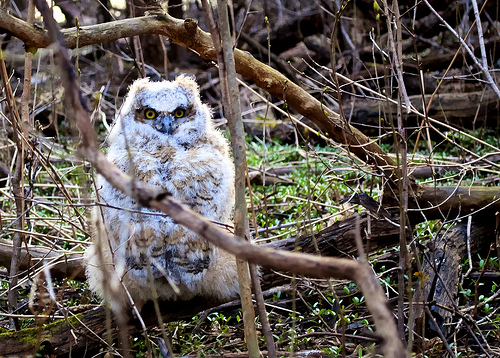 Baby Minnesotan Great Horn Owl by Bass Embrace cute baby owl photo